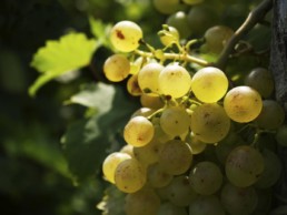 chardonnay