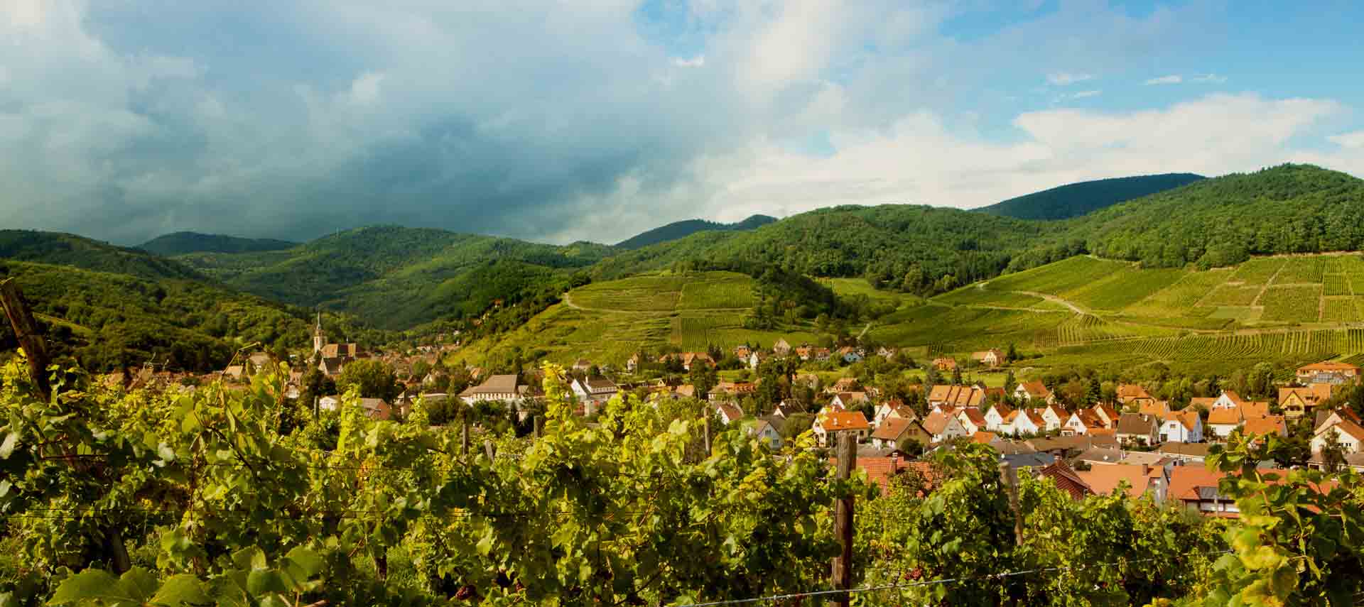 la route des vins d'alsace