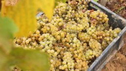 monocepage vin de cepage